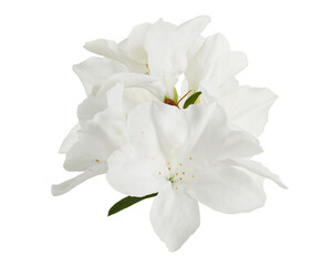 Fototapeta na wymiar Azaleas flowers with leaves, White flowers isolated on white background with clipping path 