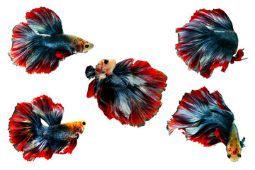 Set of Betta fish isolated on transparent background.
