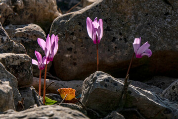 Delicate pink flowers of blooming wild cyclamens close-up in sunlight among green grass