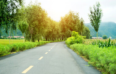 Asphalt road through green field in summer day