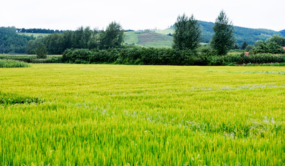 Obraz premium Green rice fields in China