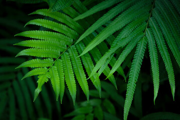 Beautiful ferns leave green foliage in the forest nature, natural ferns blurred background, fern plants in forest background of the ferns nature concept.