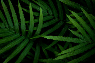 Beautiful ferns leave green foliage in the forest nature, natural ferns blurred background, fern plants in forest background of the ferns nature concept.