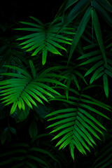 Beautiful ferns leave green foliage in the forest nature, natural ferns blurred background, fern plants in forest background of the ferns nature concept.