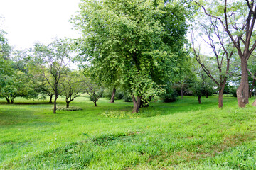Landscape of  grass field and green trees