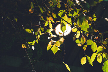 夜の紅葉　ライトアップ　秋