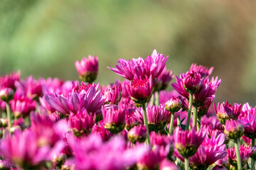 Fototapeta premium Pink flowers of garden cultivated chrysanthemums close-up. Selective focus.