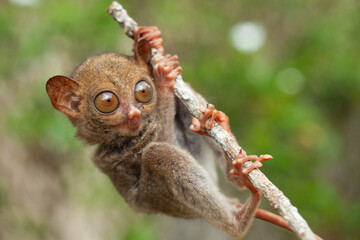 Tarsier aka Tarsius, Smaller Apes in The World