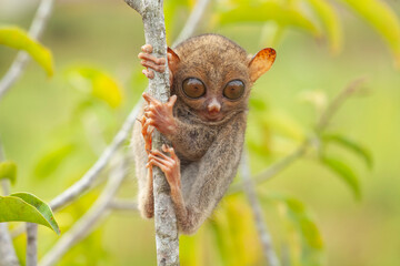 Tarsier aka Tarsius, Smaller Apes in The World