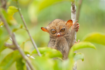 Tarsier aka Tarsius, Smaller Apes in The World
