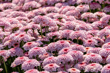 Pink flowers of garden cultivated chrysanthemums close-up. Selective focus.