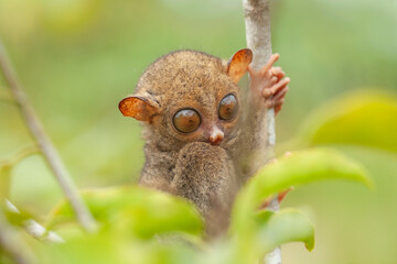 Tarsier aka Tarsius, Smaller Apes in The World
