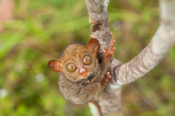 Tarsier aka Tarsius, Smaller Apes in The World