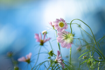 コスモス　秋　ふんわり　花
