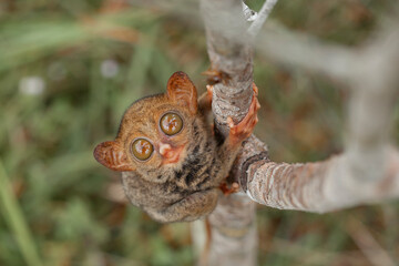 Tarsier aka Tarsius, Smaller Apes in The World