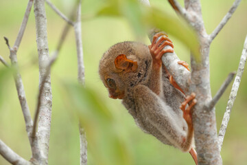 Tarsier aka Tarsius, Smaller Apes in The World