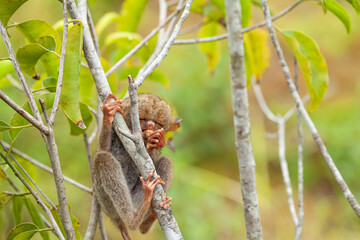 Tarsier aka Tarsius, Smaller Apes in The World