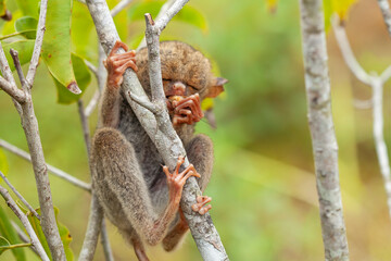 Tarsier aka Tarsius, Smaller Apes in The World