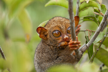 Tarsier aka Tarsius, Smaller Apes in The World