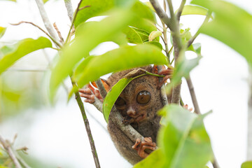 Tarsier aka Tarsius, Smaller Apes in The World