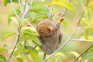 Tarsier aka Tarsius, Smaller Apes in The World