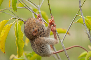 Tarsier aka Tarsius, Smaller Apes in The World