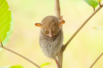 Tarsier aka Tarsius, Smaller Apes in The World