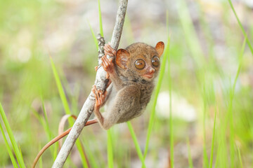 Tarsier aka Tarsius, Smaller Apes in The World
