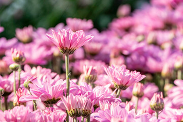 Delicate pink chrysanthemum flowers close-up. Selective focus.