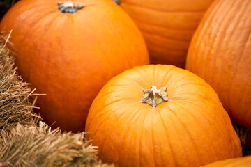 Harvest festival with autumn pumpkins and vegetables. Sale of agricultural crops on the outdoor market after the holiday