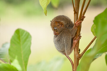 Tarsier aka Tarsius, Smaller Apes in The World
