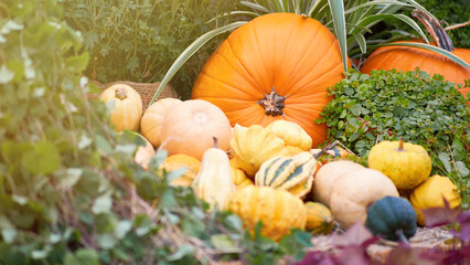 Harvest festival with autumn pumpkins and vegetables. Sale of agricultural crops on the outdoor market after the holiday