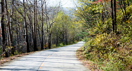 Curved road with trees and grass on roadside