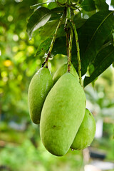 green apples on tree