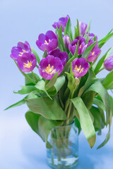 Purple tulip bouquet, Top view over wooden table. Greeting card style. Bunch of fresh cut spring flowers.