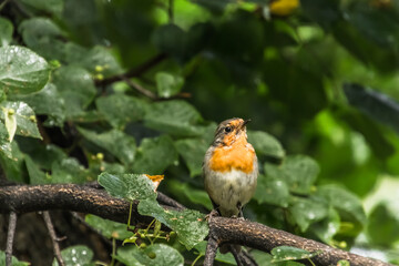 robin on a branch