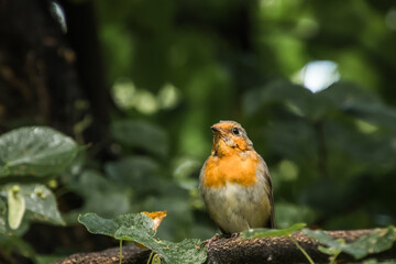 robin on a branch