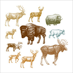 north american animals, bison, moose, deer, goat, elk, muskox, bighorn sheep © graphobia