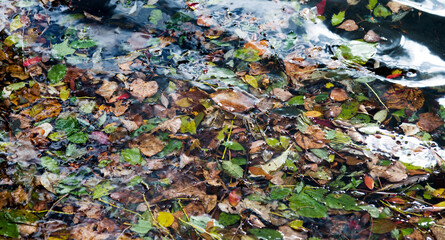 Yellow autumn leaves in the water