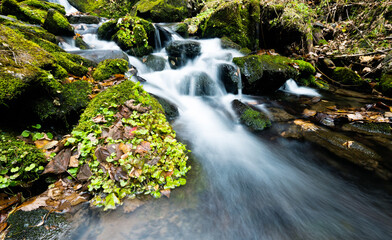 Mossy rocks in stream with smooth flowing water