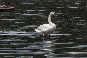 Fototapeta premium swans on the lake