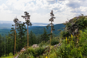 Fototapeta premium pine tree in the mountains