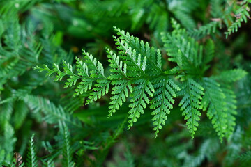 fern leaves