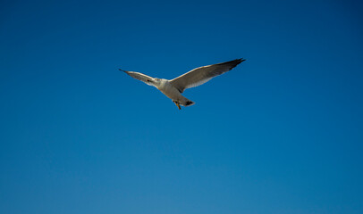 Seagulls in Wolmido Island, Incheon, Korea
