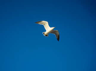 Seagulls in Wolmido Island, Incheon, Korea