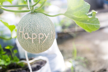 Happy text design on melon fruit, organic melon farm in Thailand