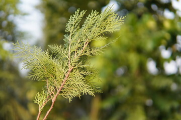 Branches of thuja trees on green blurred background. Closeup fresh green Christmas leaves. Thuja Occidental.