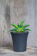 succulent plant with Green Gasteria gracilis in the plastic pot.