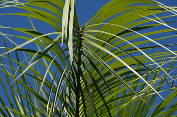 ヤシの葉と青空　グラフィック素材