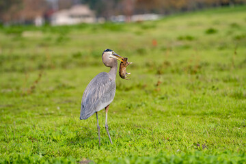 Fototapeta premium Great blue heron (Ardea cinerea) caught a gopher. 